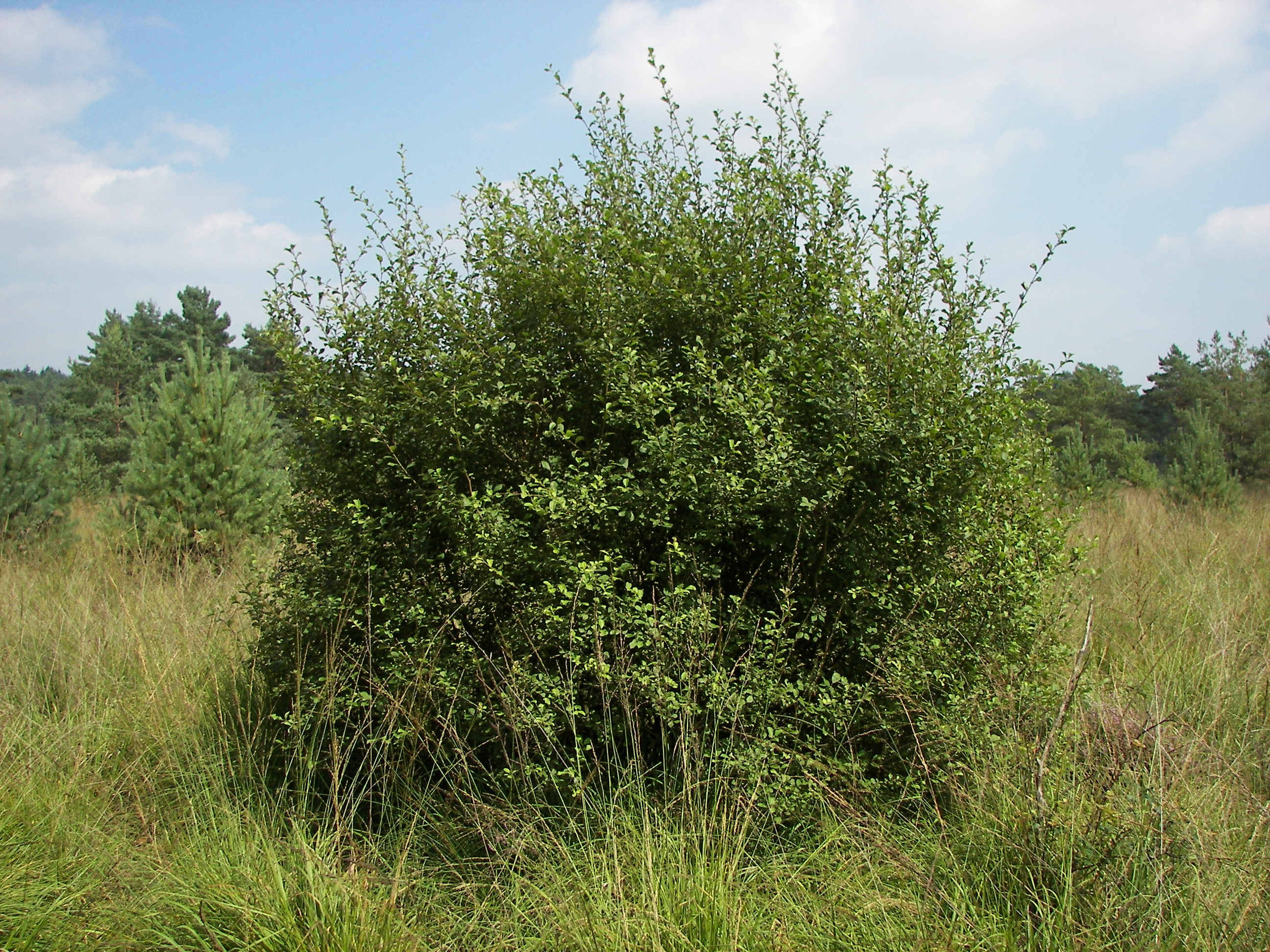 Salix aurita